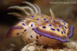 Nudi from Anilao taken with Canon 400D/Hugyfot housing + ... by Patrick Neumann 